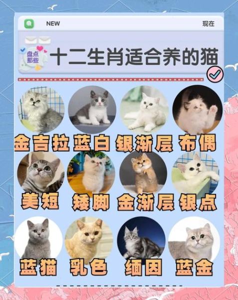 生肖属相猫（猫属什么生肖揭秘🐈）