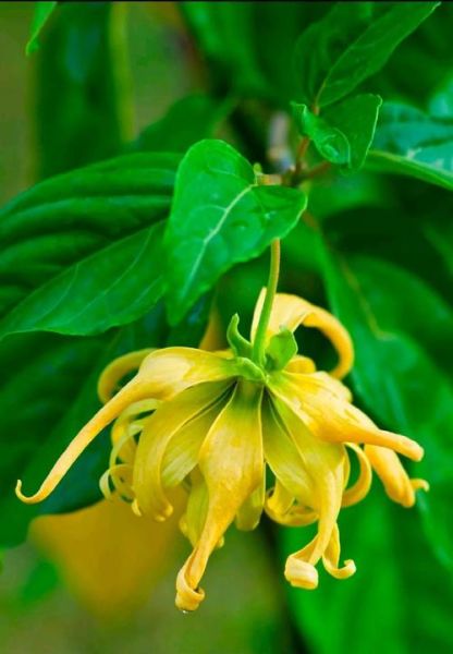 依兰属什么生肖属相（依兰属什么生肖？一看便知）