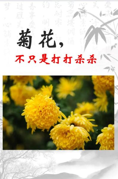 菊花的属相是什么生肖（菊花代表什么生肖？答案一次看懂😎）
