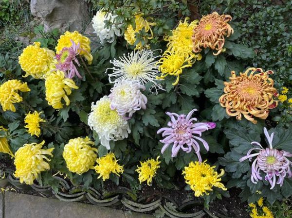 菊花的属相是什么生肖（菊花代表什么生肖？答案一次看懂😎）