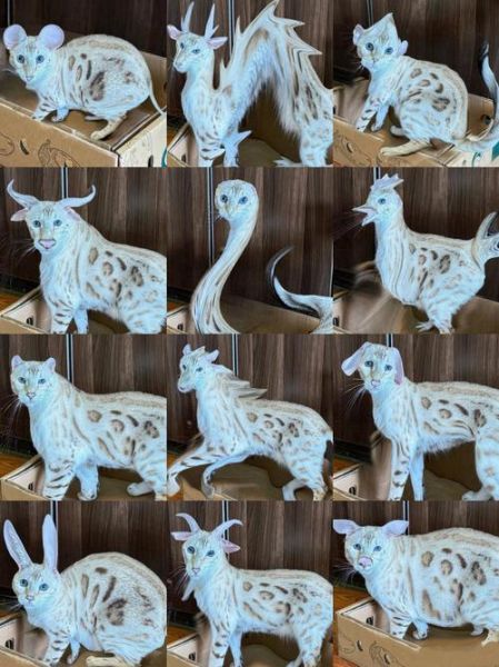 圆孔生肖属相（圆孔生肖属相指什么😸）