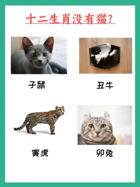 哪些生肖属相适合养猫（属虎适合养猫吗）
