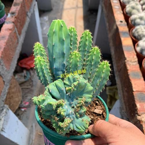 生肖属相多肉盆栽（生肖属相多肉盆栽怎么选？小白也能玩的风水绿宠🌵）