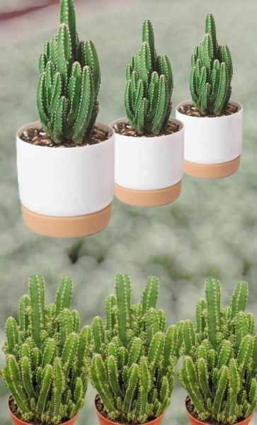 生肖属相多肉盆栽（生肖属相多肉盆栽怎么选？小白也能玩的风水绿宠🌵）