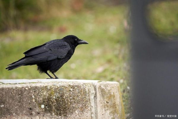 乌鸦生肖属相（乌鸦是什么生肖？详细解读）