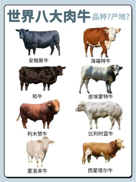 牛生肖分几种属相呢