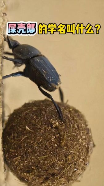 十二生肖属相屎壳郎（十二生肖屎壳郎属什么生肖🤔）