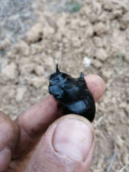 十二生肖属相屎壳郎（十二生肖屎壳郎属什么生肖🤔）