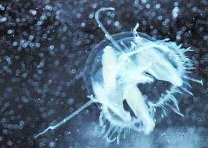 桃花水母生肖属什么属相（桃花水母生肖属龙）