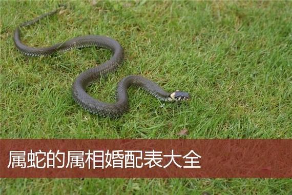 生肖蛇男婚配属相（生肖蛇男婚配哪个属相最旺）