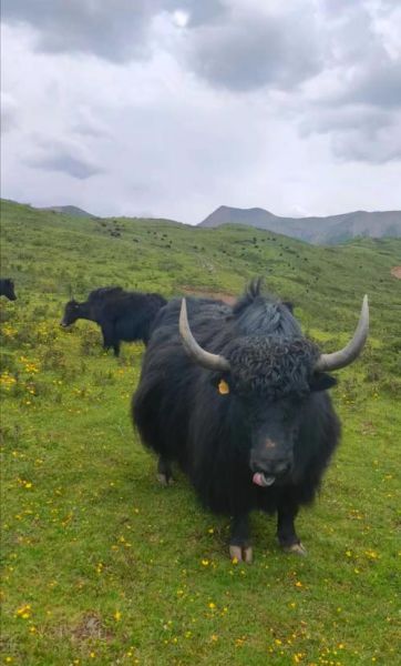 牦牛生肖属什么属相（牦牛生肖属什么属相 🐂）