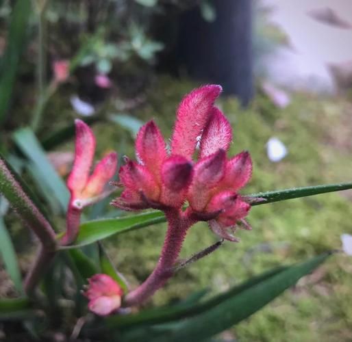 生肖属相花草摆设（生肖鼠办公室放什么招财🌱）