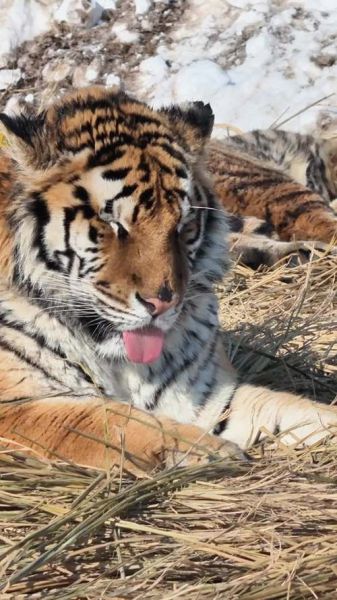 母老虎最佳配偶生肖属相（母老虎配什么生肖最合得来？）