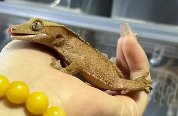 守宫生肖是什么属相（守宫生肖是什么属相？新手指南！）