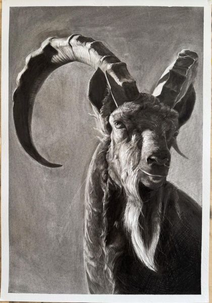 克羊的生肖属相（克羊的生肖属相是什么）