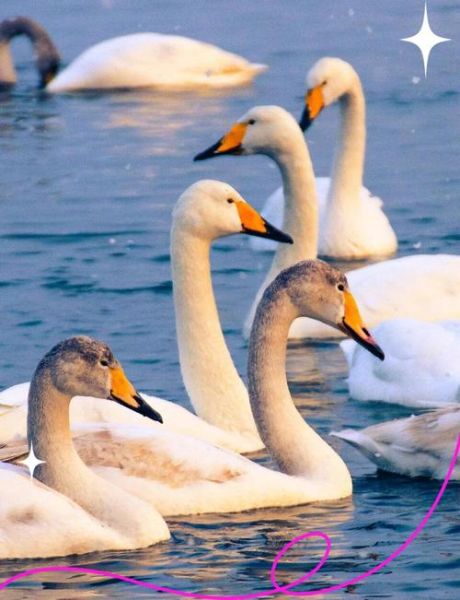 天鹅与什么生肖和属相（天鹅对应属相大揭秘）