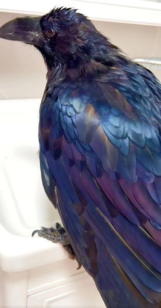 乌鸦生肖属相是哪个（乌鸦生肖属相是哪个你知道吗）