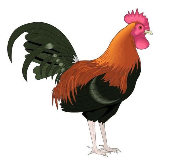 05年属相什么生肖