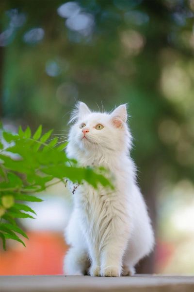 新疆生肖属相图片（新疆生肖可爱萌图都在哪找呀😸）