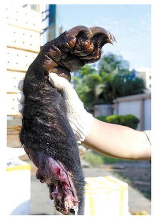 熊掌属相是什么生肖动物（熊掌属什么生肖？新手一看就懂）