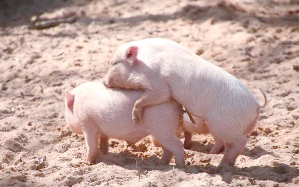 生肖属猪和什么属相配(属猪最适合与哪些生肖配对)