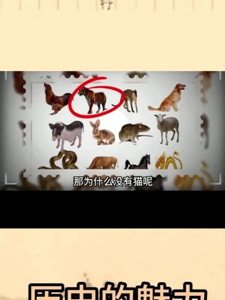 十二生肖猫属相（十二生肖为什么没有猫的传说）