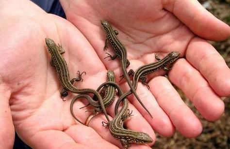 壁虎对应的生肖和属相(壁虎代表哪个生肖属相)