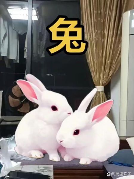 生肖兔的小人属相（生肖兔的小人属相是哪几个）